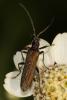 Oedemera sp.